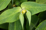 Euphorbia lathyris RCP6-09 056.jpg